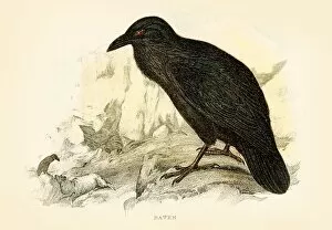 Images Dated 16th March 2017: Raven engraving 1896