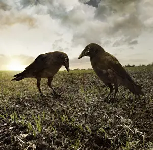 Risk Prints: Two ravens in the field