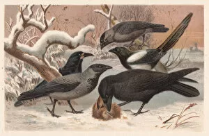 Images Dated 17th July 2015: Ravens, lithograph, published in 1882