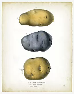 Images Dated 11th May 2018: Raw potatoes illustrations 1849