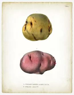 Images Dated 11th May 2018: Raw potatoes illustrations 1849