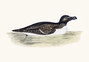 Images Dated 10th June 2016: Razor bill bird