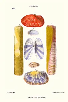 Mollusc Prints: razor sheath shells