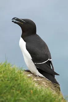 Images Dated 24th May 2017: Razorbill