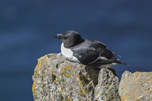 Harry Laub Travel Photography Collection: Razorbill (Alca torda) sits on rocks, bird rocks Latrabjard, Westfjords, Iceland