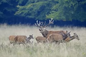 Images Dated 24th September 2014: Rd Deer -Cervus elaphus-, herd, Jaegersborg, Copenhagen, Denmark