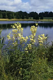 Hans Lang Nature Photography Gallery: Real meadowsweet (Filipendula ulmaria), Weiherwiesen, Swabian Alb, Baden-Wuerttemberg, Germany