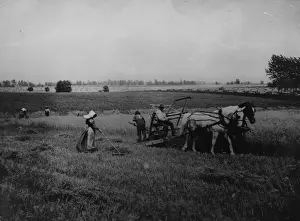 Machinery Roles Prints: Reaping Wheat