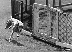 Fence Prints: Record Dog