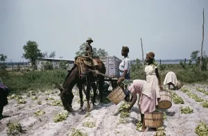1800s Prints: Recreation Of Life On A Pre Civil War Plantation