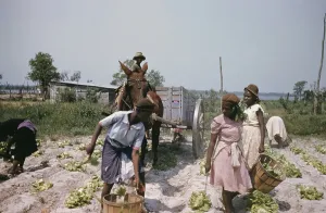 1800s Prints: Recreation Of Life On A Pre Civil War Plantation