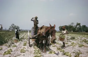 1800s Prints: Recreation Of Life On A Pre Civil War Plantation