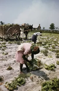 1800s Prints: Recreation Of Life On A Pre Civil War Plantation