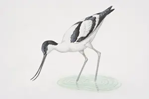 Wading Prints: Recurvirostra avosetta, Pied Avocet wading and bending to dip its beak in water, side view