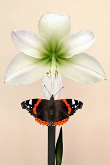 Images Dated 9th April 2011: Red Admiral