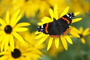 Images Dated 23rd September 2008: Red Admiral