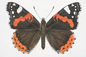 Pattern Collection: Red Admiral butterfly (Vanessa atalanta) with open wings