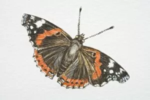 Images Dated 6th July 2006: Red Admiral butterfly (vanessa atalanta)