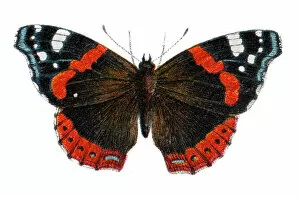 Insect Lithographs Gallery: Red admiral butterfly, Vanessa atalanta, Wildlife art