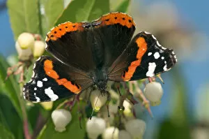 Images Dated 20th October 2012: Red Admiral butterfly -Vanessa atalanta-, female, Geneva, Canton of Geneva, Switzerland