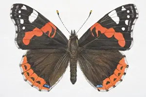 Insect Prints: Red Admiral butterfly (Vanessa atalanta) with open wings