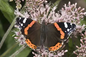 Lepidoptera Prints: Red Admiral -Vanessa atalanta- feeding on nectar of snakeroots