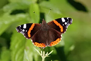 Butterfly Insect Gallery: Red Admiral (Vanessa atalanta) on a plant, sunbathing