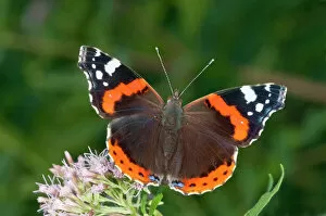 Images Dated 22nd August 2013: Red Admiral -Vanessa atalanta- in search of nectar on Common Boneset