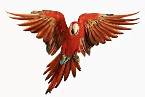 Spread Wings Gallery: Red-and-green Macaw (Ara chloroptera) against white background