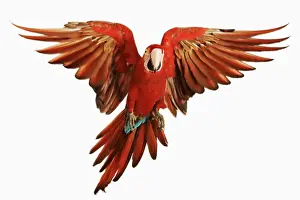 Parrot Prints: Red-and-green Macaw (Ara chloroptera) against white background