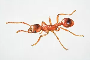 Images Dated 28th April 2006: Red ant, Myrmica molesta, close up