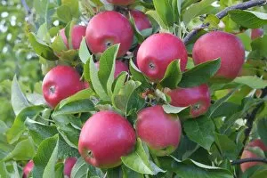 Images Dated 15th September 2014: Red apples, Braeburn cultivar, Baden-Wurttemberg, Germany