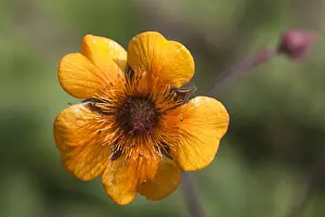Rosaceae Prints: Red Avens -Geum coccineum-, flower