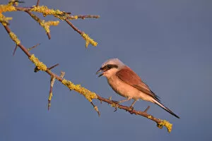Images Dated 23rd July 2013: Red-backed Shrike -Lanius collurio-, male perched on a twig, Swabian Alb biosphere reserve