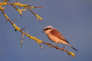 Images Dated 23rd July 2013: Red-backed Shrike -Lanius collurio-, male perched on a twig, Swabian Alb biosphere reserve