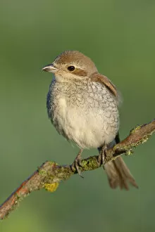 Images Dated 23rd July 2013: Red-backed Shrike -Lanius collurio-, female perched on a twig, Swabian Alb biosphere reserve