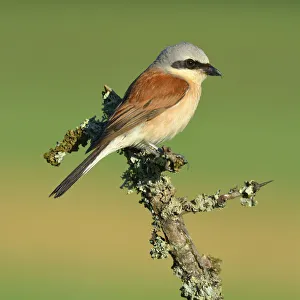 Images Dated 23rd July 2013: Red-backed Shrike -Lanius collurio-, male perched on a twig, Swabian Alb biosphere reserve