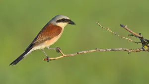 Images Dated 23rd July 2013: Red-backed Shrike -Lanius collurio-, male perched on a twig, Swabian Alb biosphere reserve