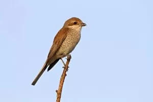 Images Dated 5th July 2012: Red-backed Shrike -Lanius collurio-, female perched on twig, Hansag, Andau, Lake Neusiedl