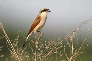 Images Dated 4th July 2012: Red-backed Shrike -Lanius collurio-, male perched on twig, Hansag, Andau, Lake Neusiedl