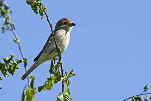 Images Dated 4th July 2014: Red-backed Shrike -Lanius collurio-, female, Burgenland, Austria