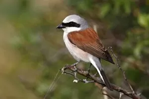 Images Dated 1st July 2011: Red-backed Shrike -Lanius collurio-, male, perched on a twig, Apetlon, Lake Neusiedl, Burgenland