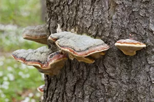 Images Dated 29th April 2013: Red Banded Polypore -Fomitopsis pinicola-, Hainich National Park, Thuringia, Germany