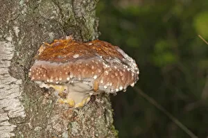 Images Dated 3rd October 2011: Red Banded Polypore -Fomitopsis pinicola-, Untergroeningen, Baden-Wuerttemberg, Germany, Europe
