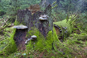 Images Dated 7th April 2012: Red Banded Polypore -Fomitopsis pinicola- on a tree trunk, moss, spruce forest, protected forest