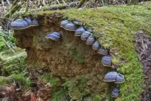 Images Dated 17th March 2012: Red banded polypore -Fomitopsis pinicola- on a tree trunk, protective forest, near Steinhausen