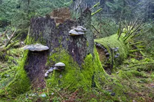 Picea Prints: Red Banded Polypore -Fomitopsis pinicola- on a tree trunk