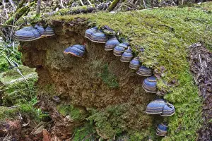 Picea Prints: Red banded polypore -Fomitopsis pinicola- on a tree trunk