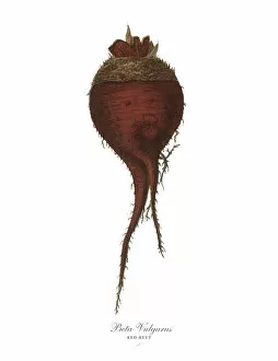 Images Dated 18th February 2019: Red Beet, Root Crops and Vegetables, Victorian Botanical Illustration