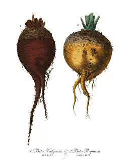 Images Dated 18th February 2019: Red Beet & Sugar Beet, Root Crops and Vegetables, Victorian Botanical Illustration